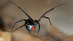 Latrodectus Latrodectus